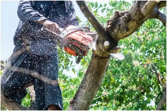 tree services Nassawadox